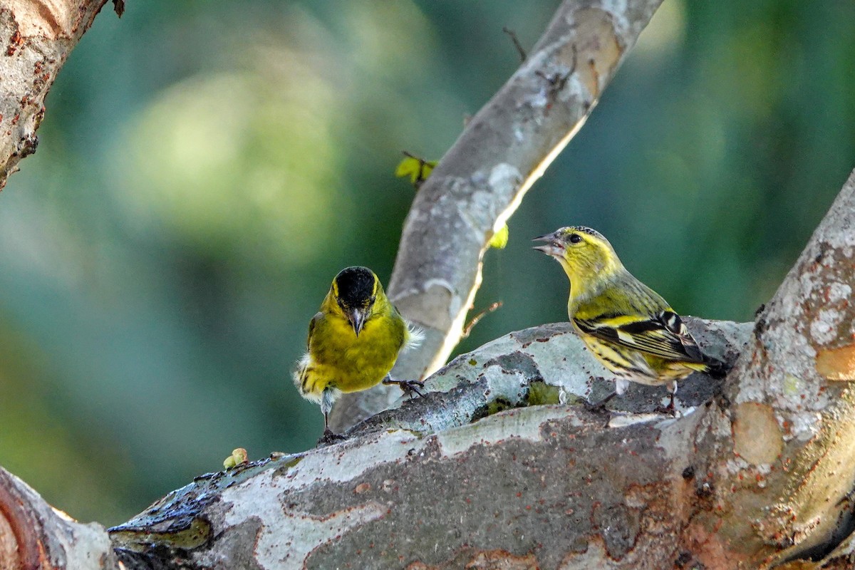 Eurasian Siskin - ML646228752