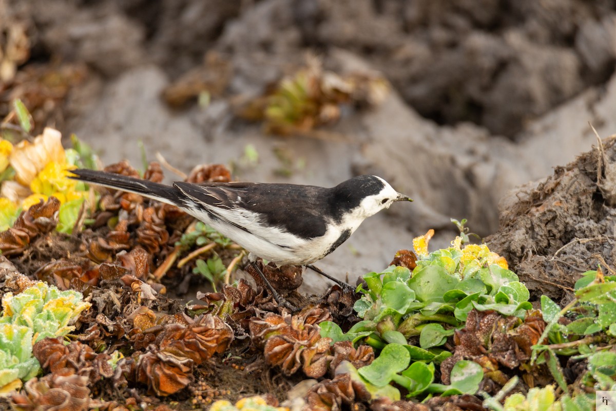 White Wagtail - ML646228754