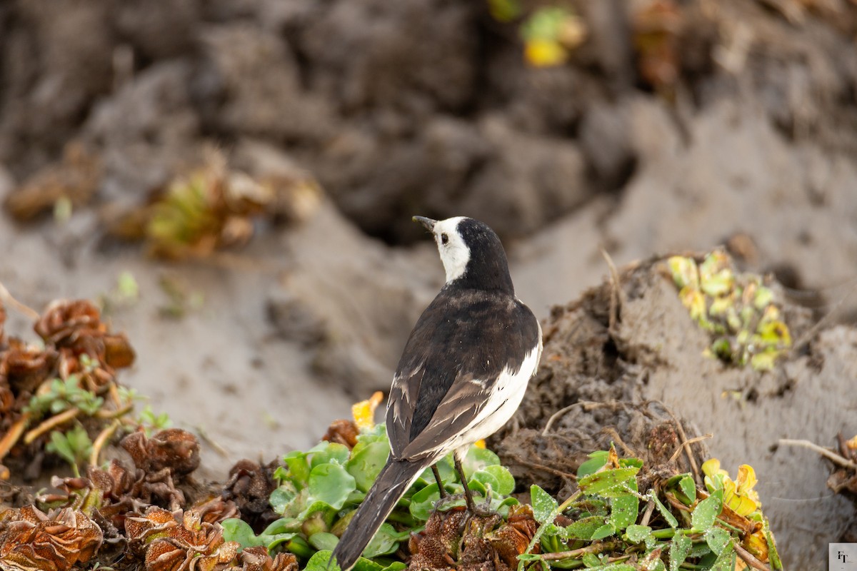 White Wagtail - ML646228755