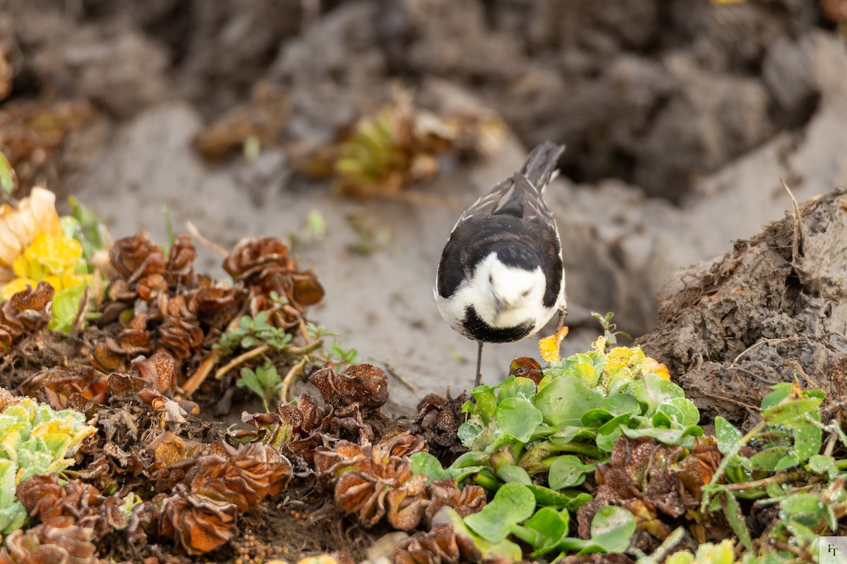 White Wagtail - ML646228756