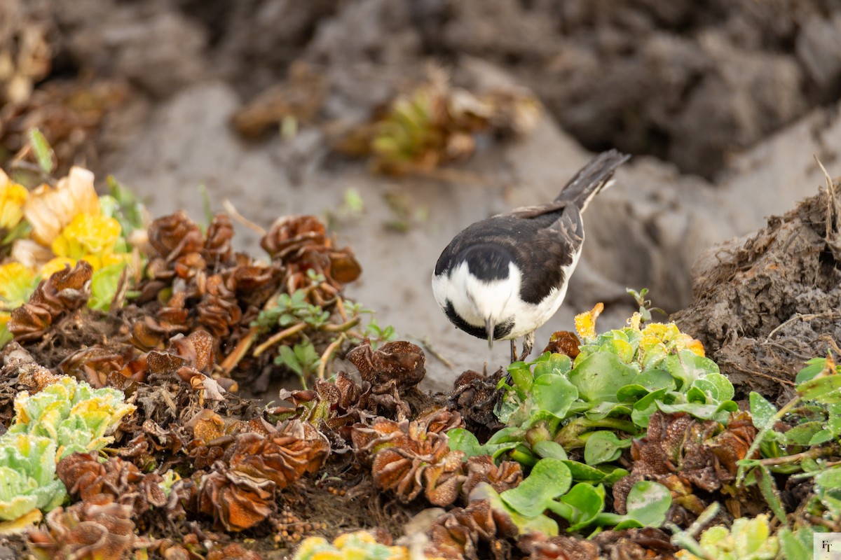 White Wagtail - ML646228757