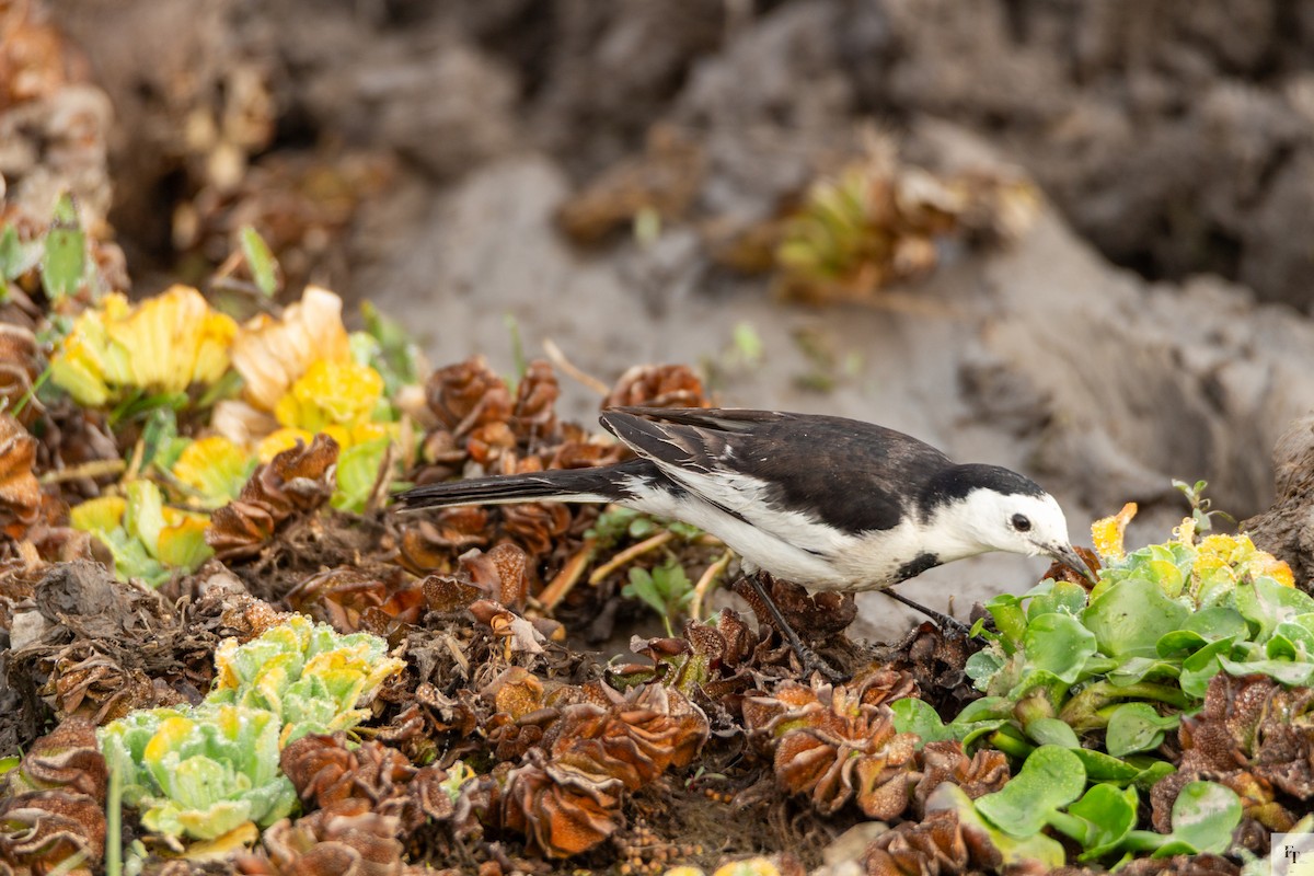 White Wagtail - ML646228758
