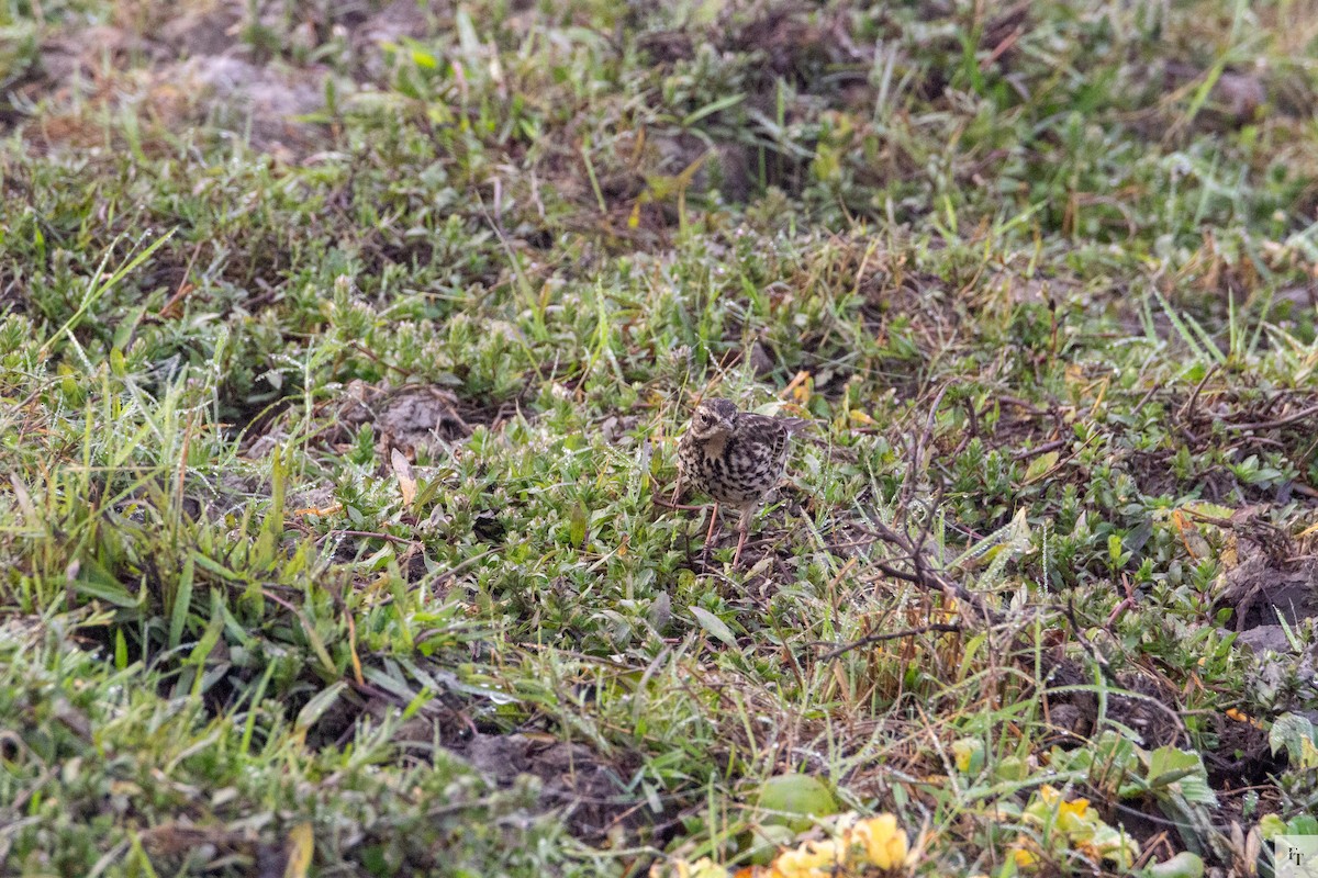 Rosy Pipit - ML646228759