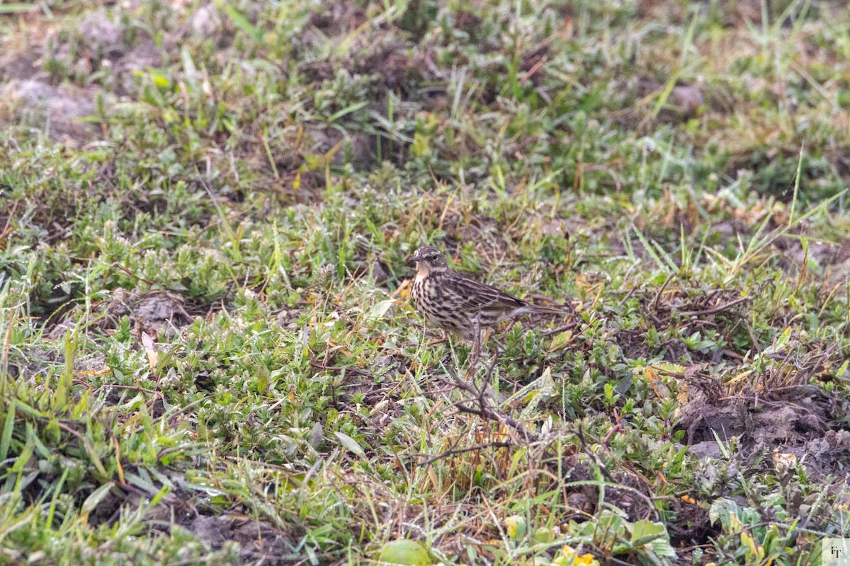 Rosy Pipit - ML646228760