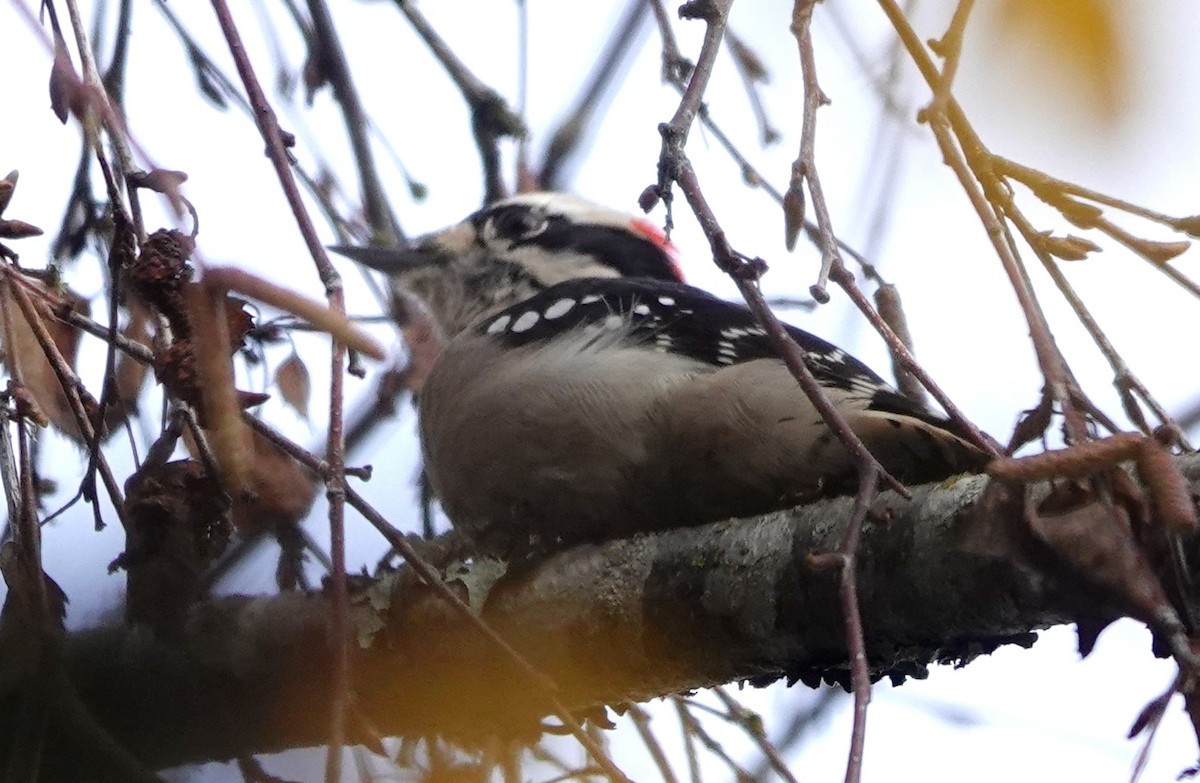 Downy Woodpecker - ML646228763