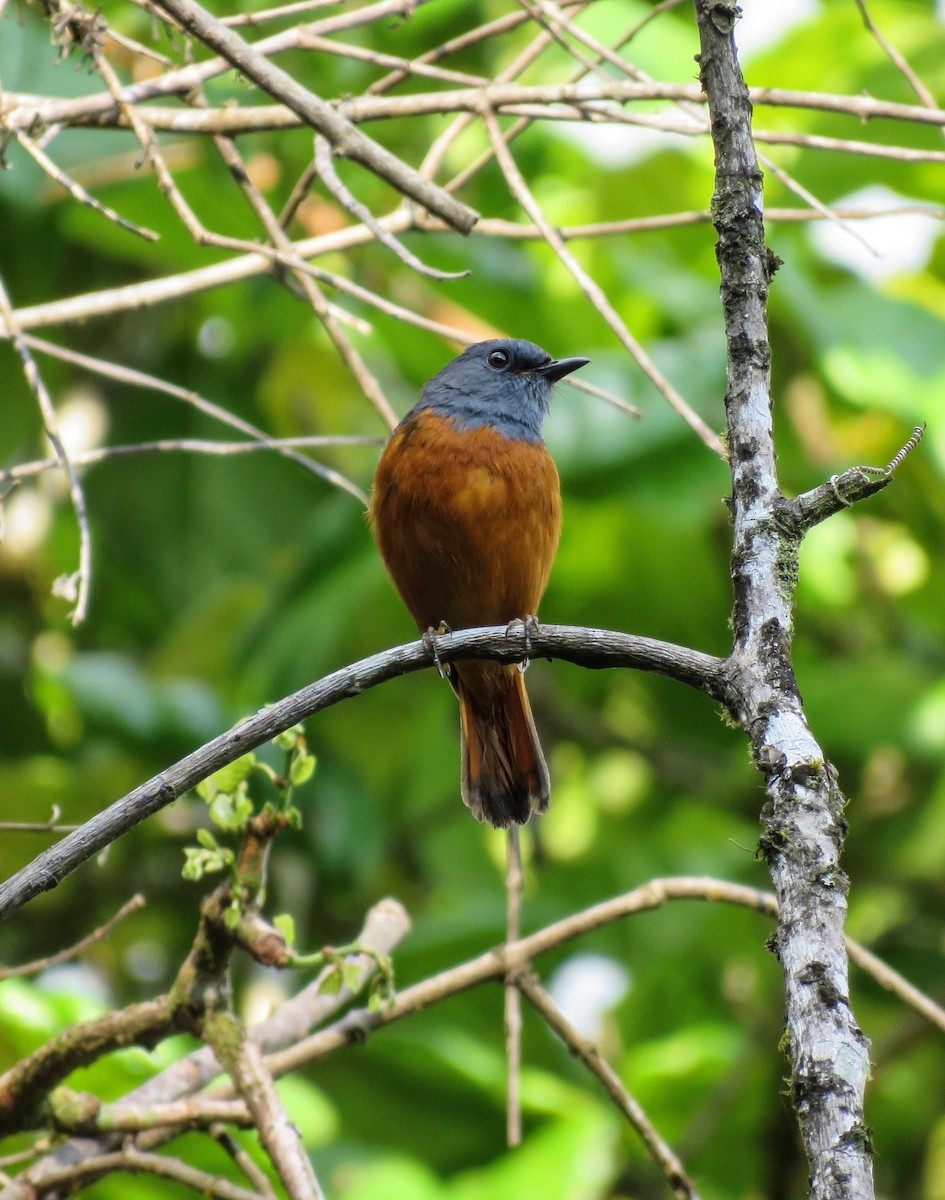 Forest Rock-Thrush - ML646228767