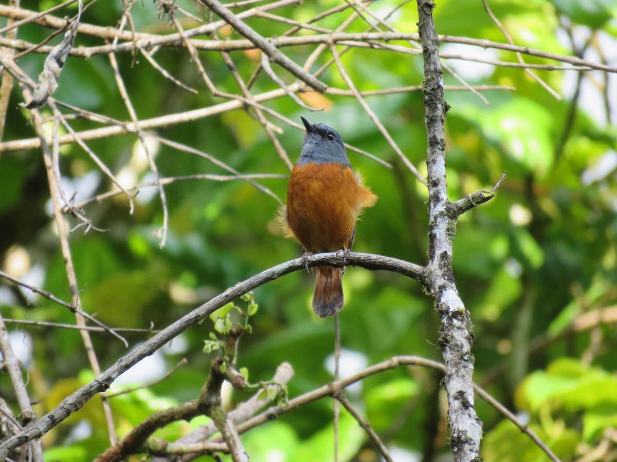 Forest Rock-Thrush - ML646228768