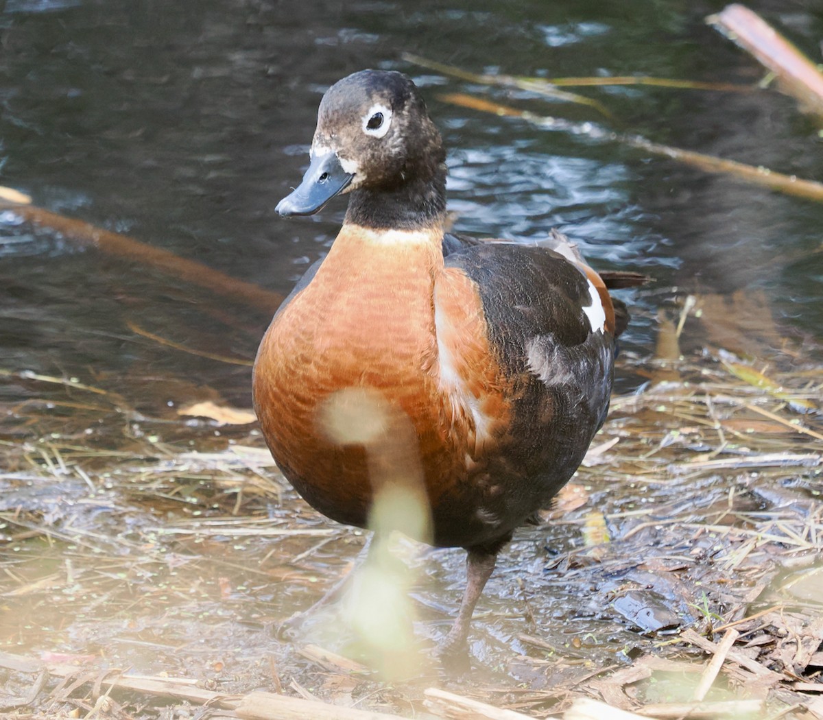 Casarca australiana - ML646228772