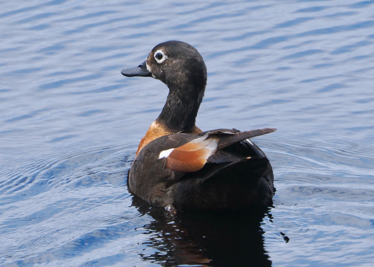 Casarca australiana - ML646228773