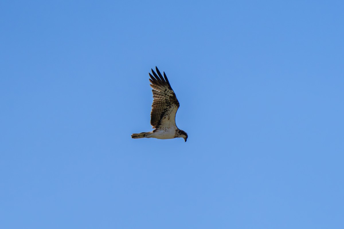 Osprey - ML646228781