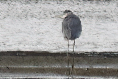 Great Blue Heron - ML646228795