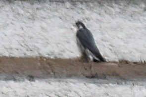 sokol stěhovavý - ML646228796