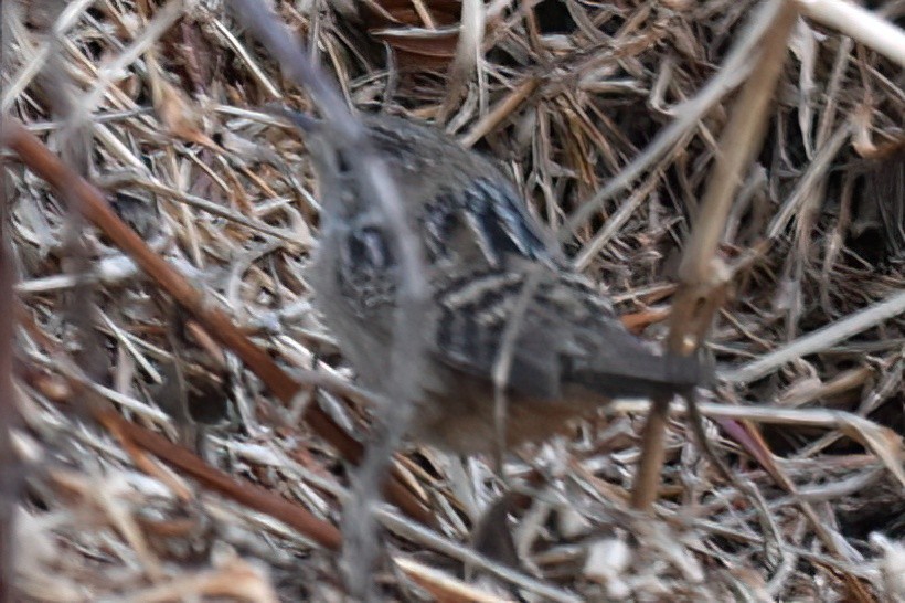 Sedge Wren - ML646228797