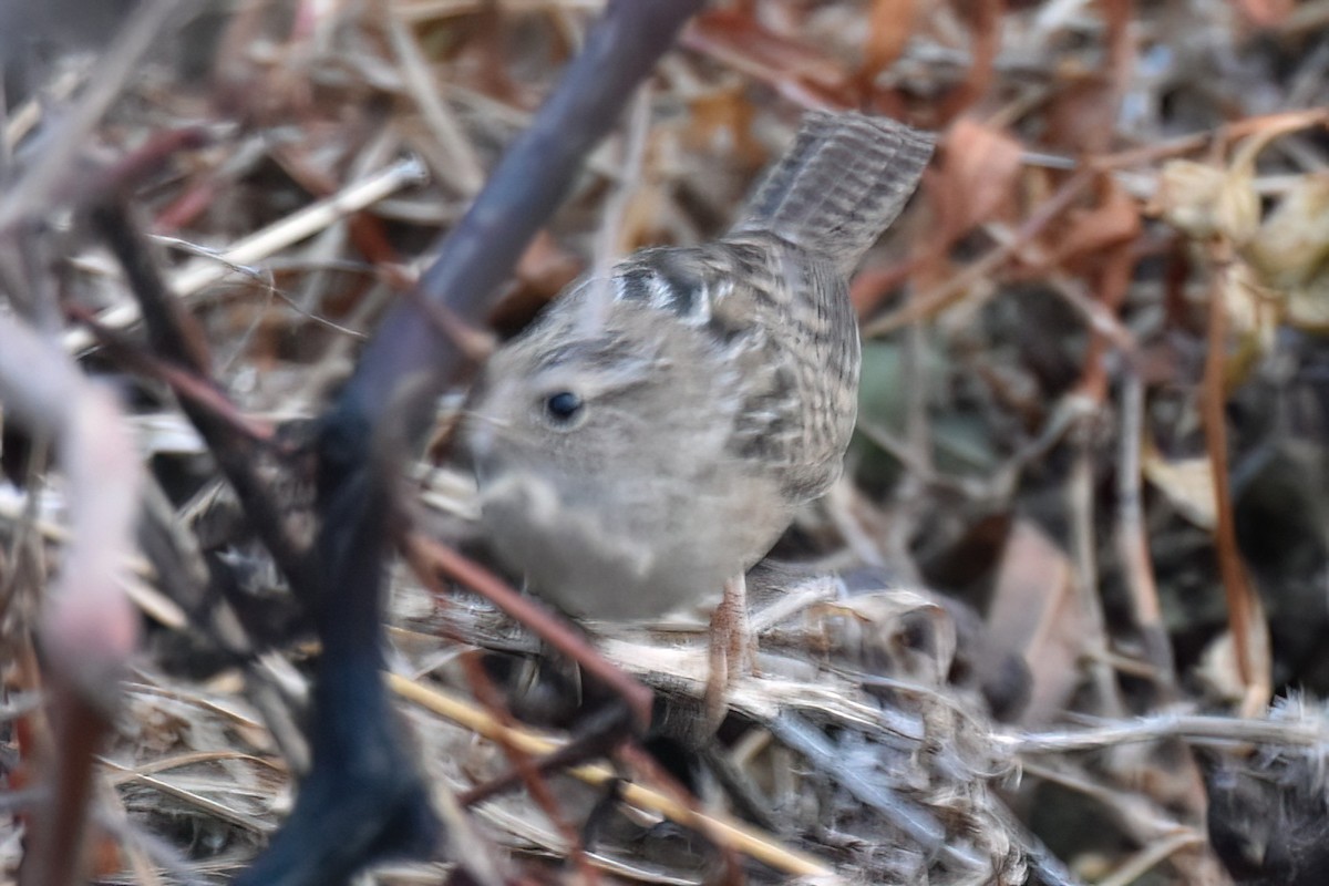 Sedge Wren - ML646228800