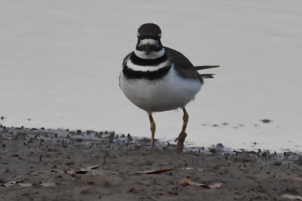 Killdeer - ML646228801