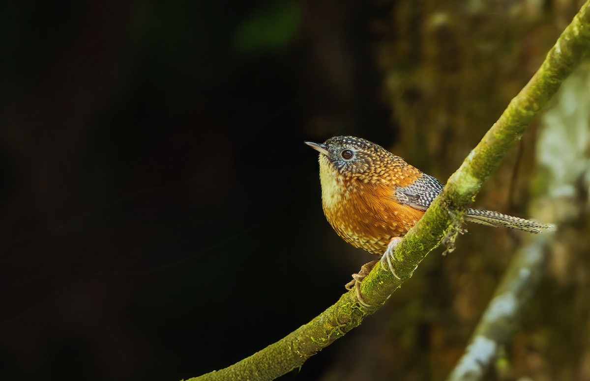 Binden-Zaunkönigtimalie - ML646228804