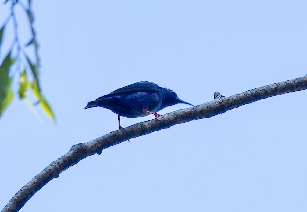 Türkisnaschvogel - ML646228805