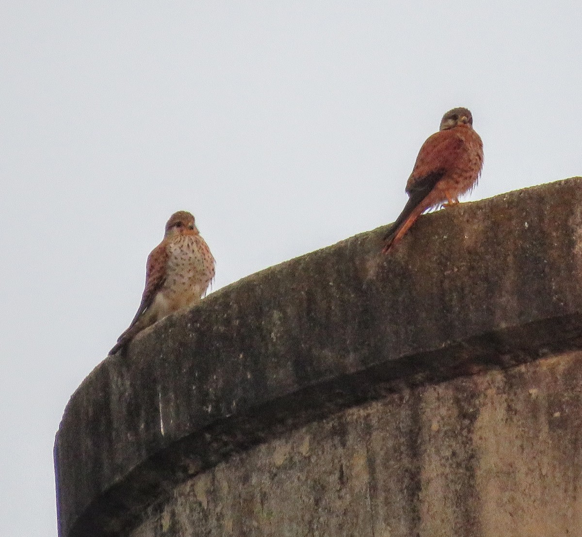 Madagaskarfalke - ML646228809