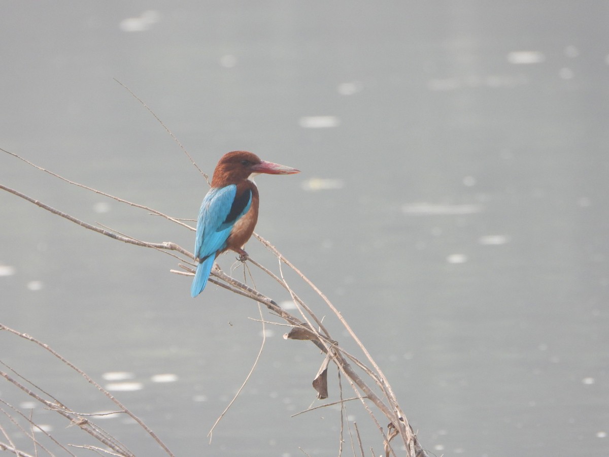 Braunliest - ML646228810