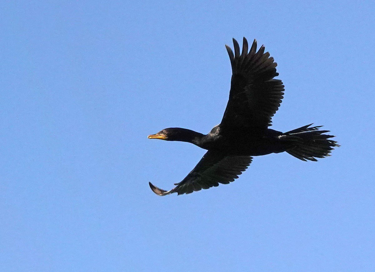 Kräuselscharbe - ML646228811