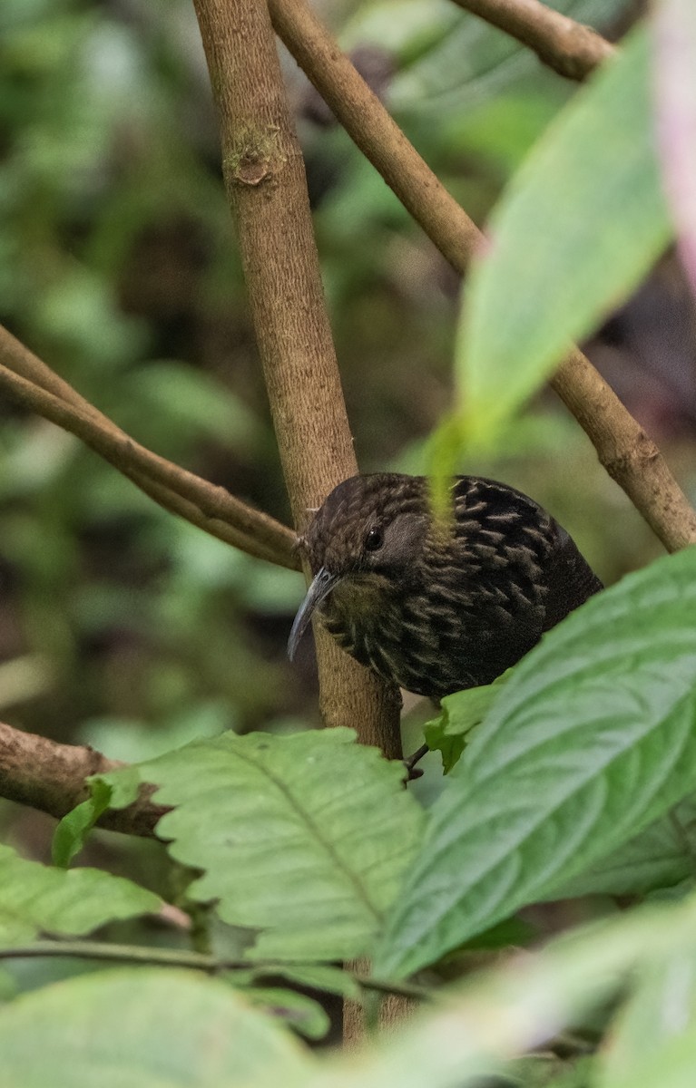 Assamsäbeldrossling - ML646228812