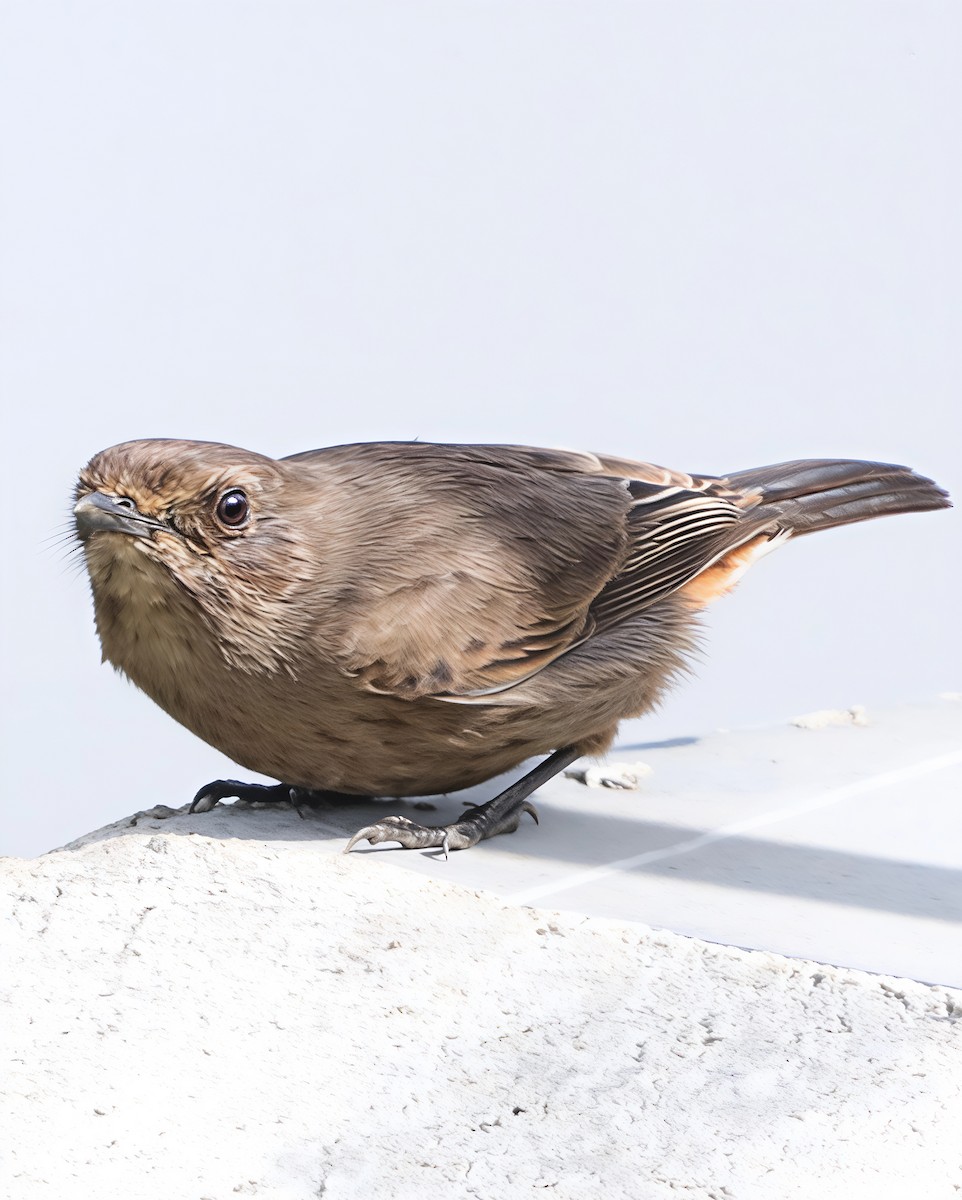 Elsterschmätzer - ML646228813