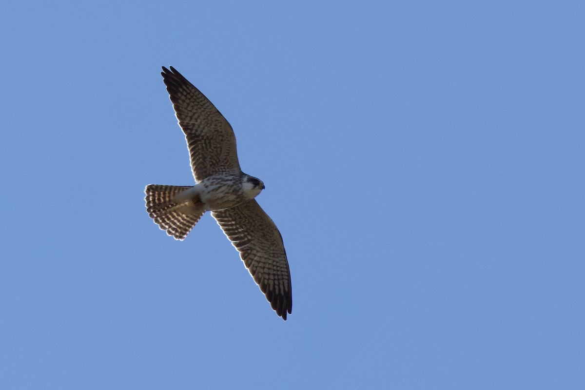 Rotfußfalke - ML646228815