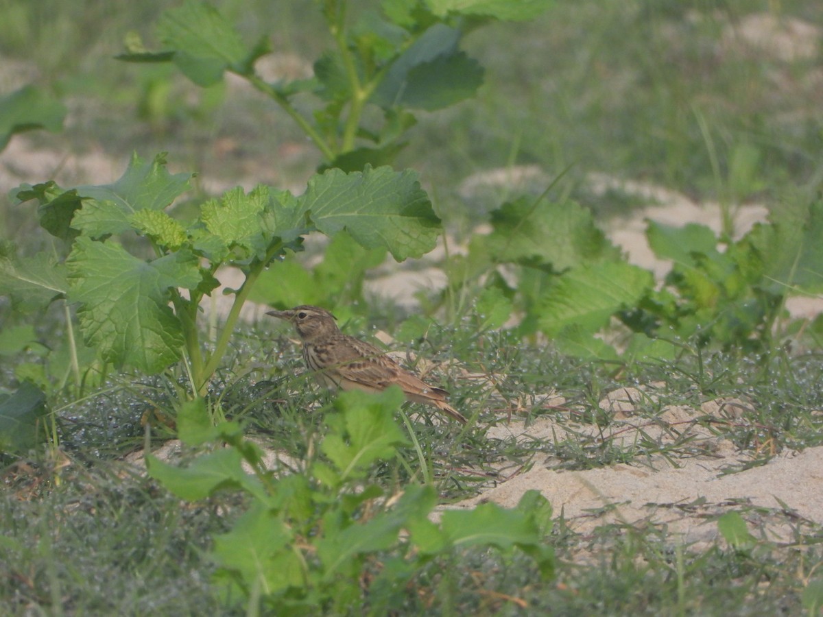 Haubenlerche - ML646228816