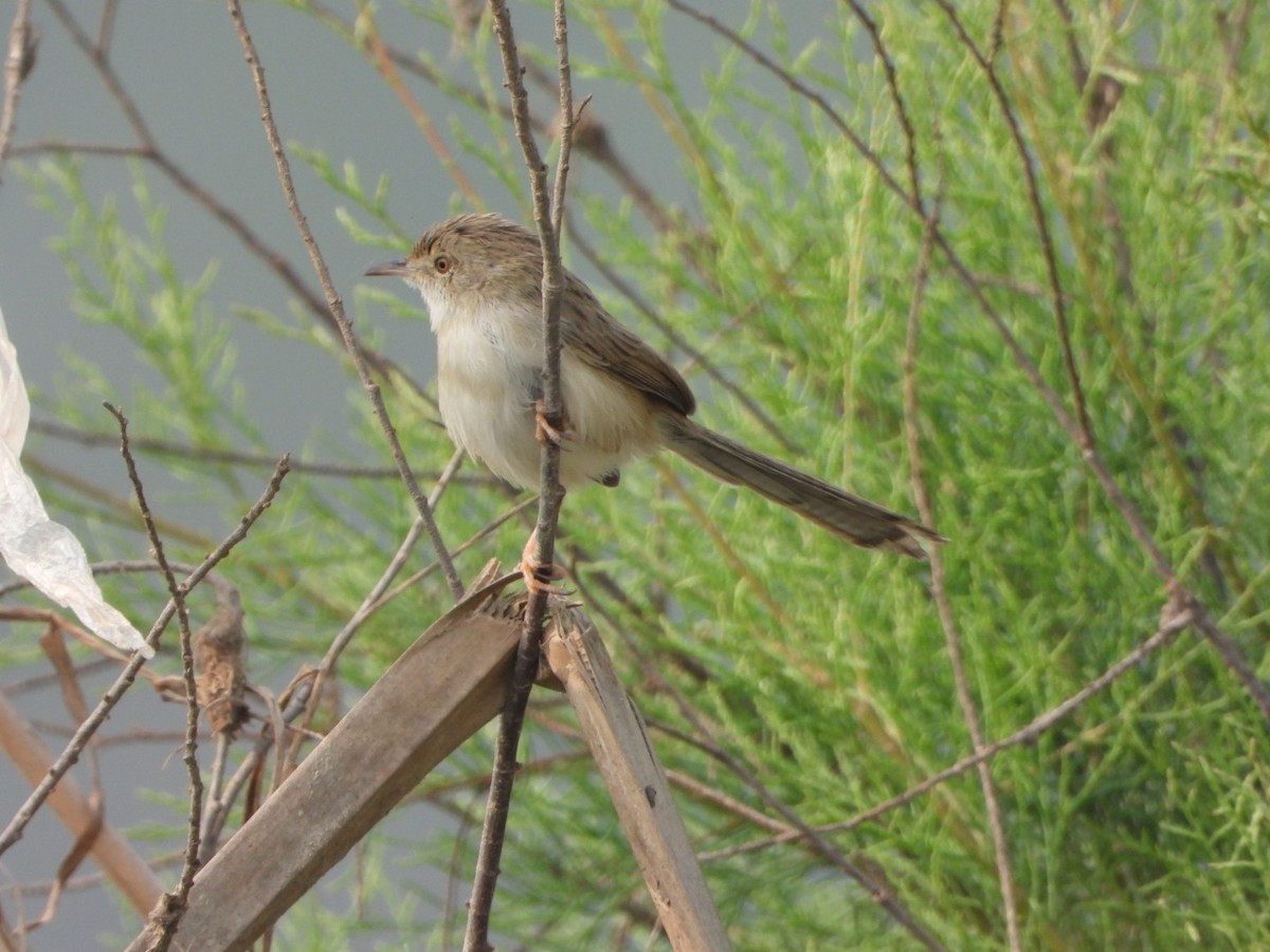 Orientprinie - ML646228817