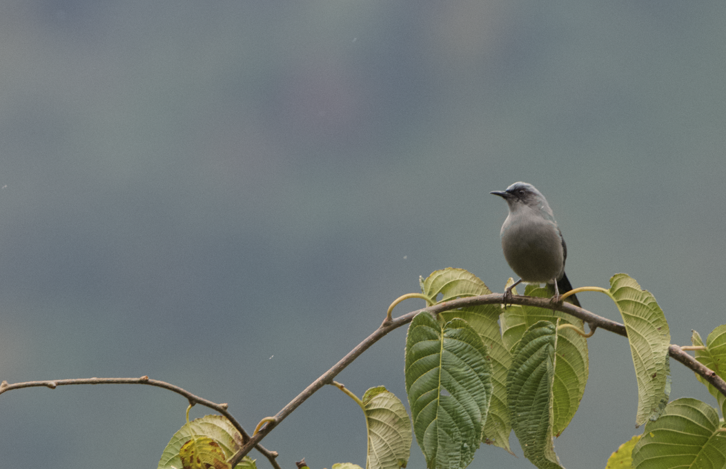 Prachtsibia - ML646228818