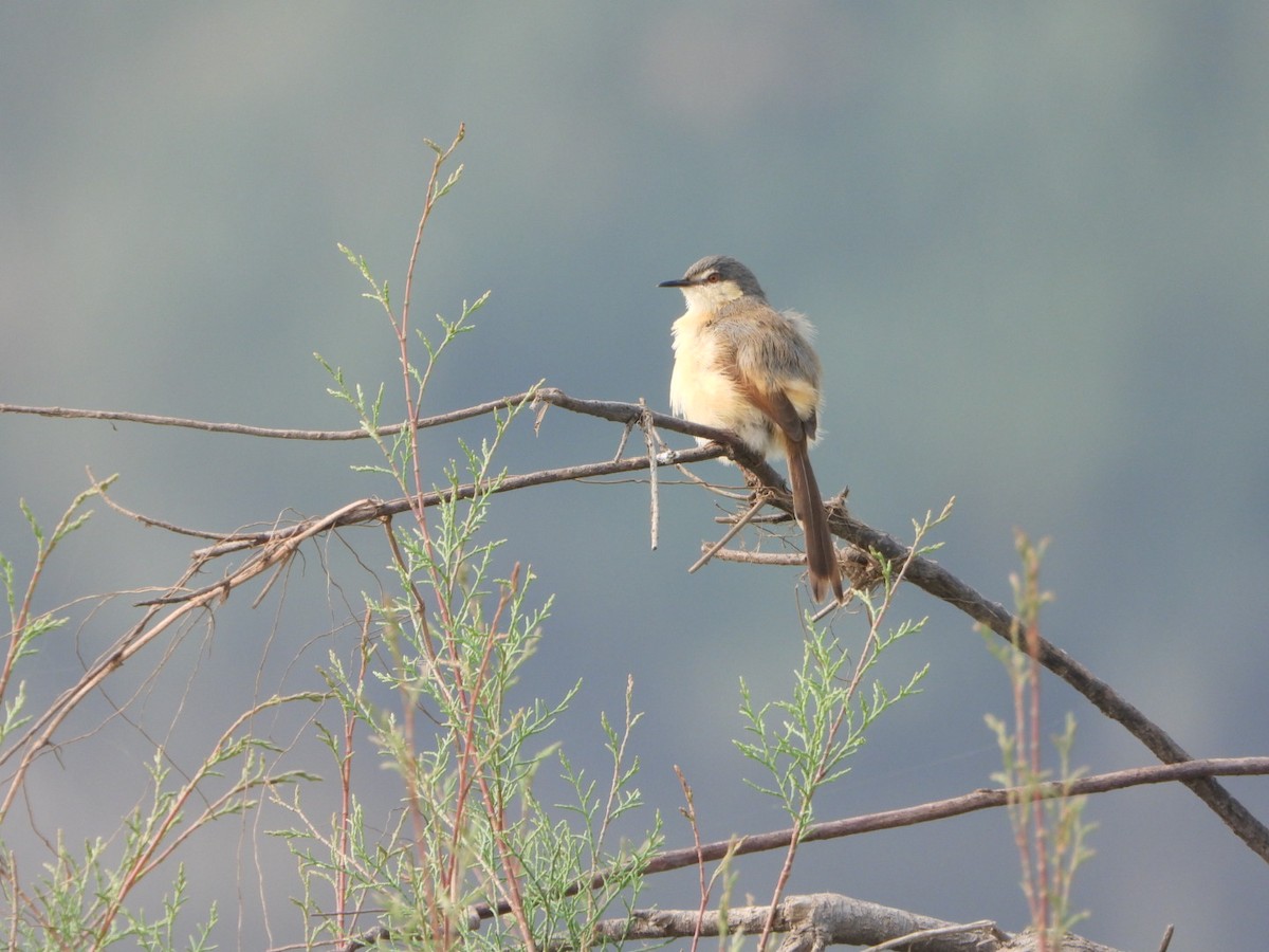 Rostbauchprinie - ML646228819