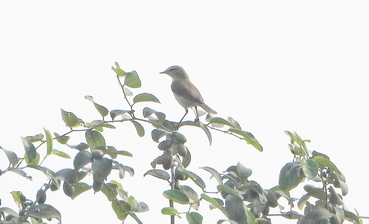 Zilpzalp - ML646228821