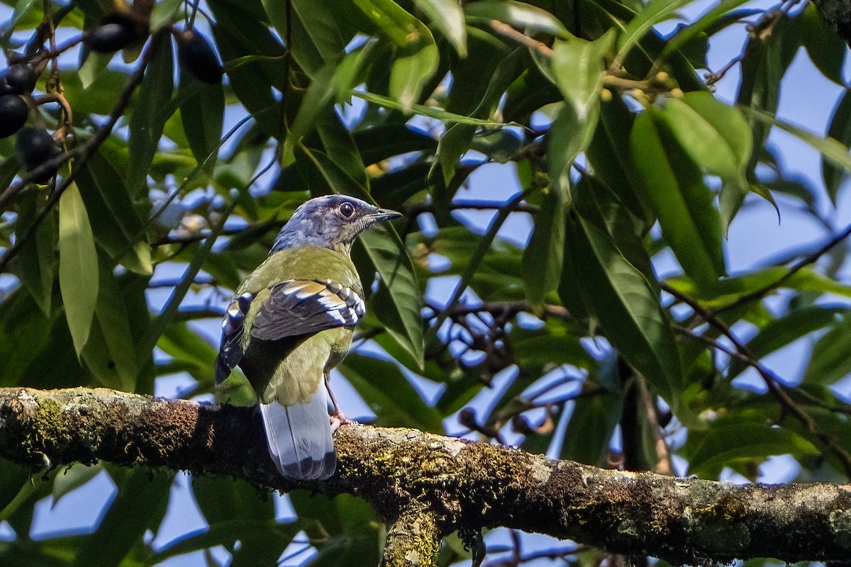 Smaragdschnäpperdrossel - ML646228822