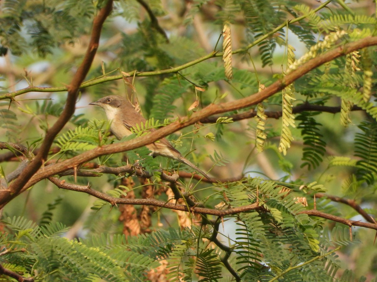 Klappergrasmücke - ML646228823