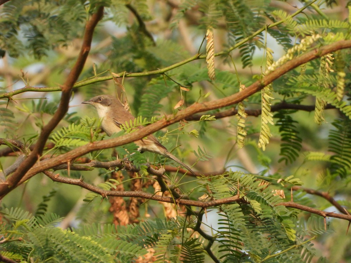 Klappergrasmücke - ML646228824