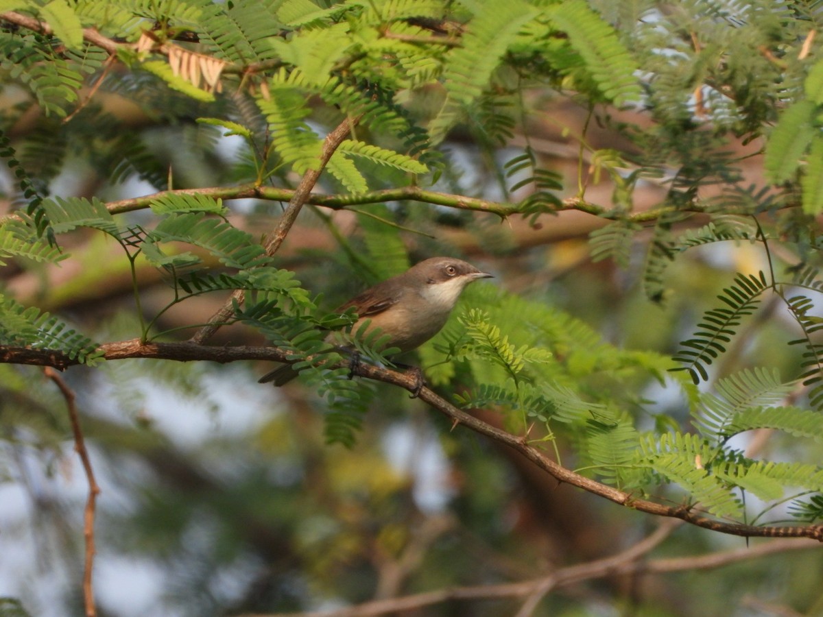 Klappergrasmücke - ML646228825