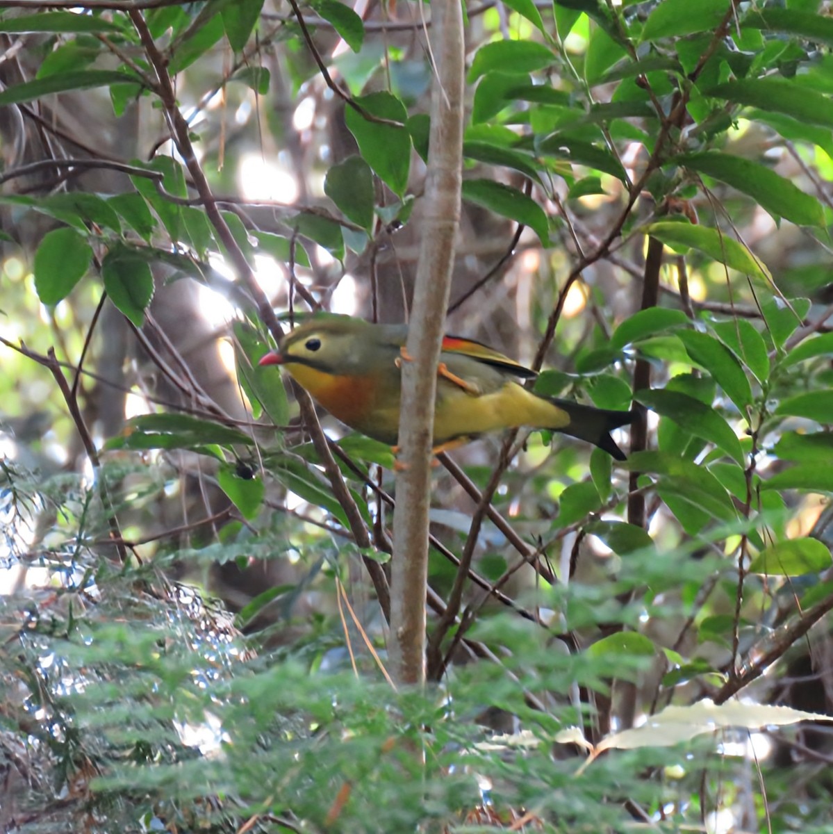 Rotschnabel-Sonnenvogel - ML646228826