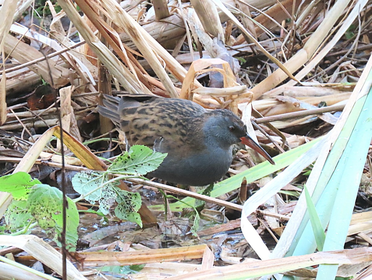 Wasserralle - ML646228827