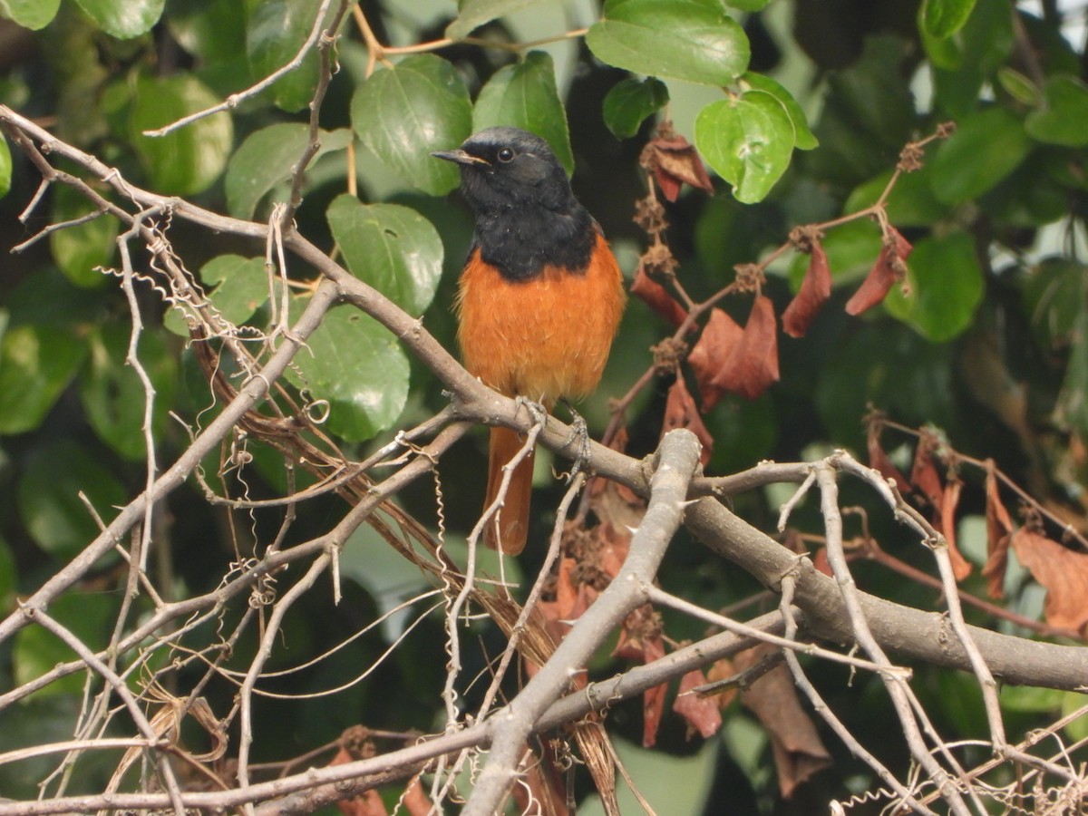 Hausrotschwanz - ML646228828