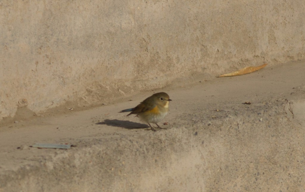 Blauschwanz - ML646228829