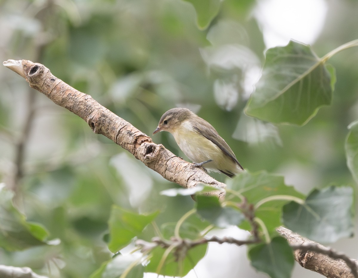 Western Warbling Vireo - ML646228830