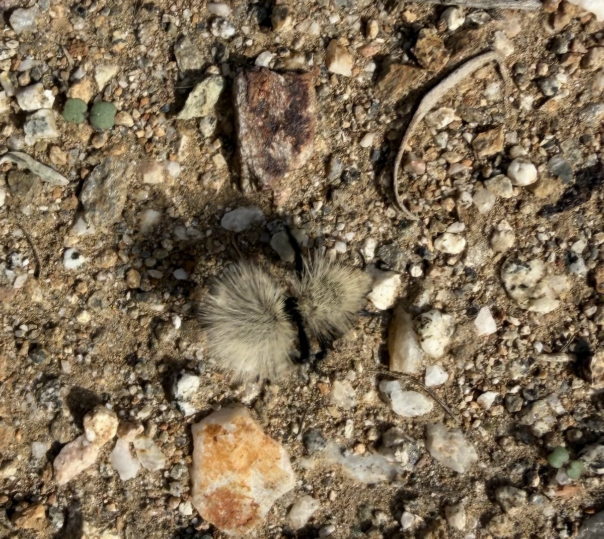 Sacken's Velvet Ant - ML646228831