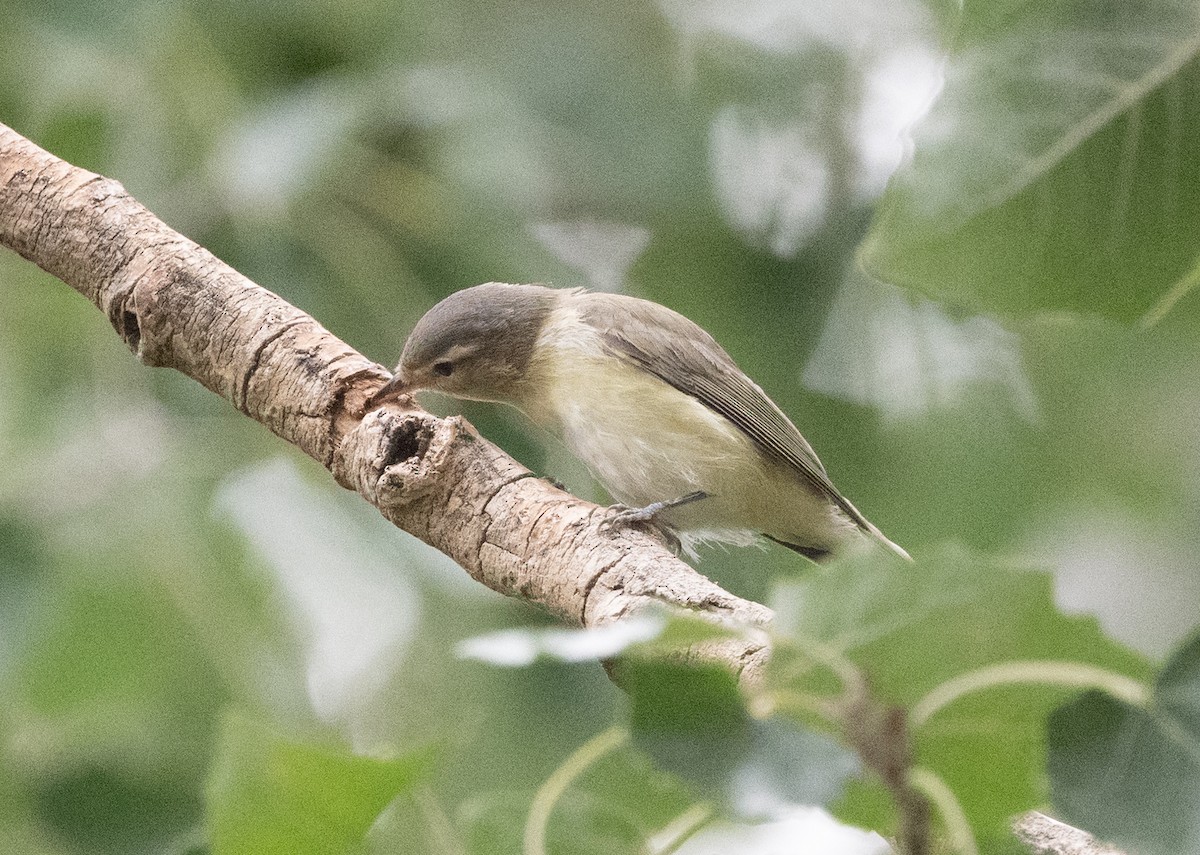 Western Warbling Vireo - ML646228832