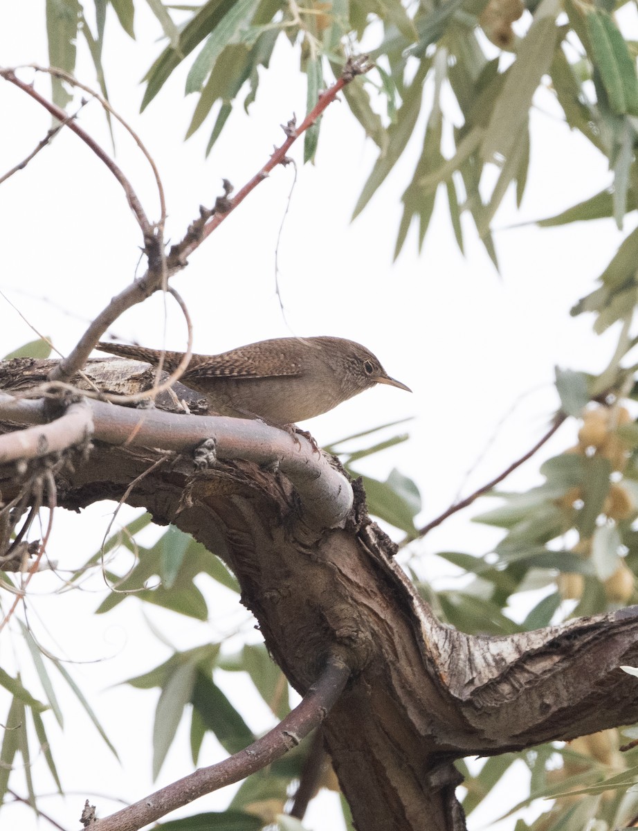 Buschzaunkönig - ML646228833