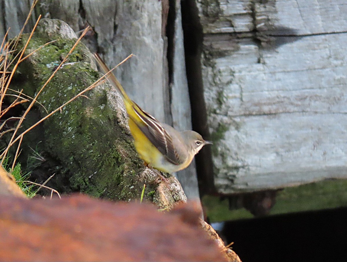 Gebirgsstelze - ML646228834