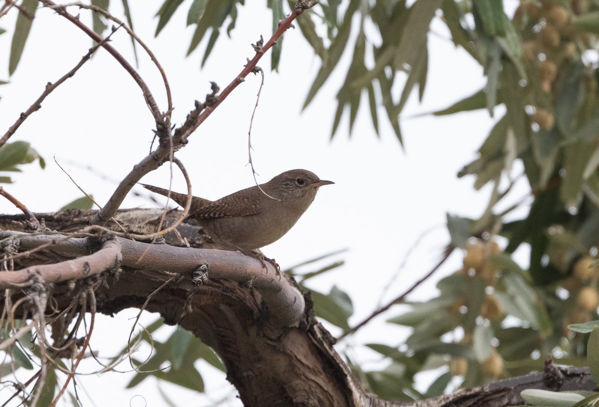 Buschzaunkönig - ML646228835