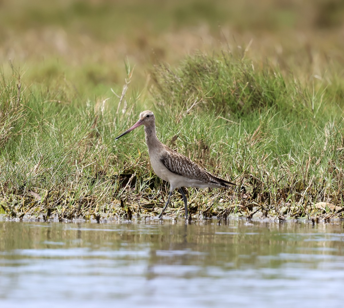 Bar-tailed Godwit - ML646228836