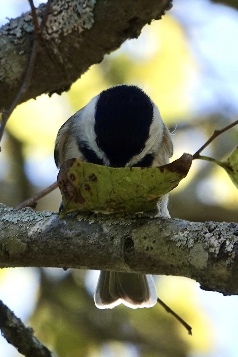 Carolina Chickadee - ML646228837
