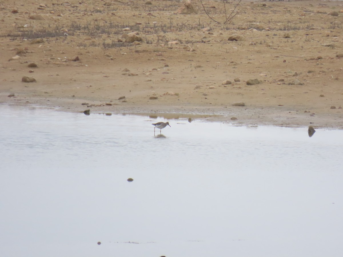 鷹斑鷸 - ML646228839