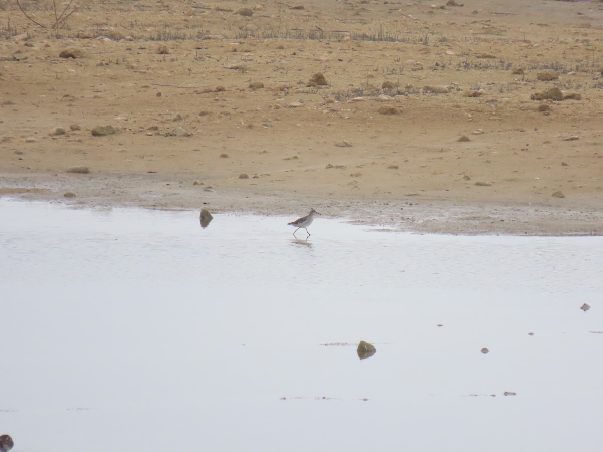 鷹斑鷸 - ML646228840